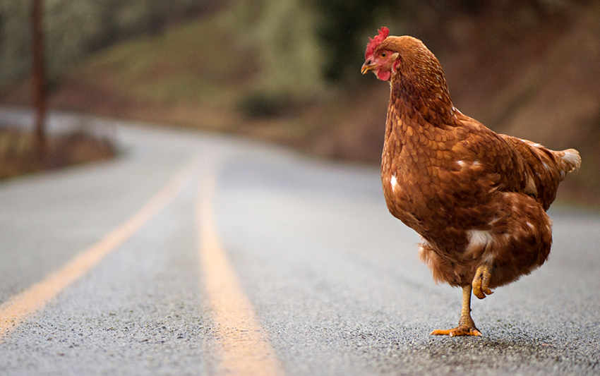 Kenapa Ayam Gak Menyebrang Jalan Raya? Ini Jawabannya Secara Ilmiah!