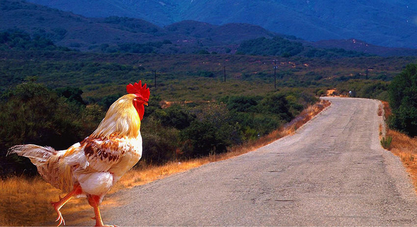 Kenapa Ayam Gak Menyebrang Jalan Raya? Ini Jawabannya Secara Ilmiah!