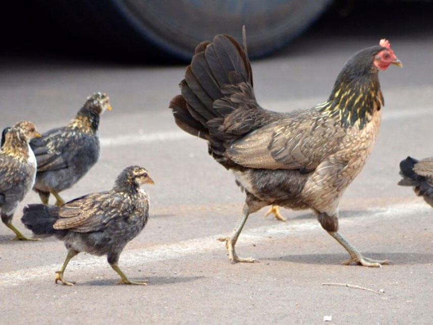 Kenapa Ayam Gak Menyebrang Jalan Raya? Ini Jawabannya Secara Ilmiah!