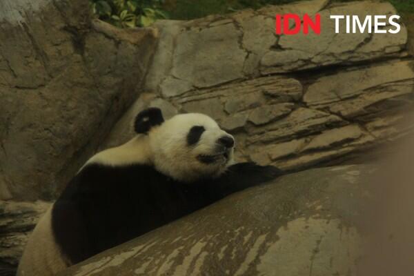 10 Potret Seru Ocean Park Animal Discovery Fest Hong Kong, Keren Abis