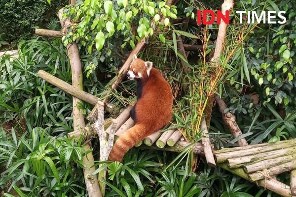 10 Potret Seru Ocean Park Animal Discovery Fest Hong Kong, Keren Abis