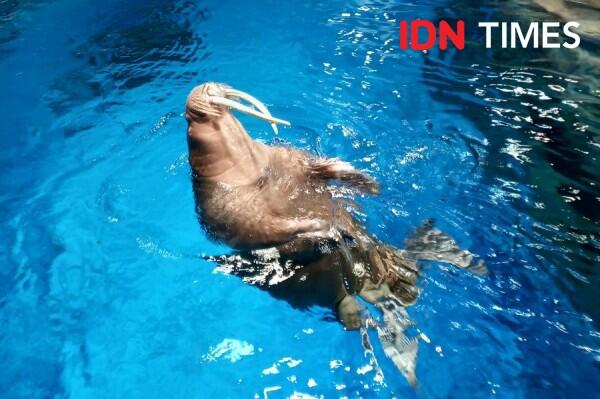 10 Potret Seru Ocean Park Animal Discovery Fest Hong Kong, Keren Abis