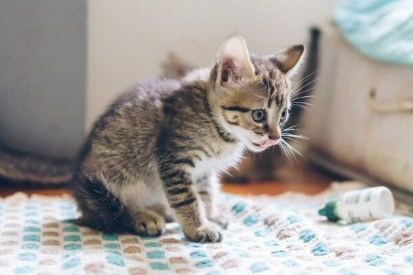 9 Pesan yang Disampaikan Kucing Melalui Kelakuannya, Ada Bawa Bangkai
