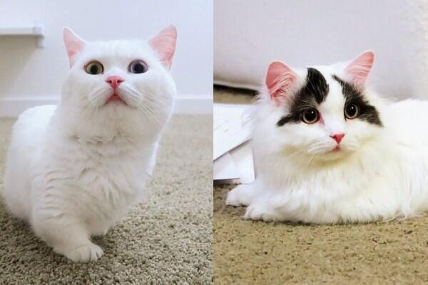 Hai Pencinta Kucing! 5 Channel YouTube yang Wajib Kamu Tonton