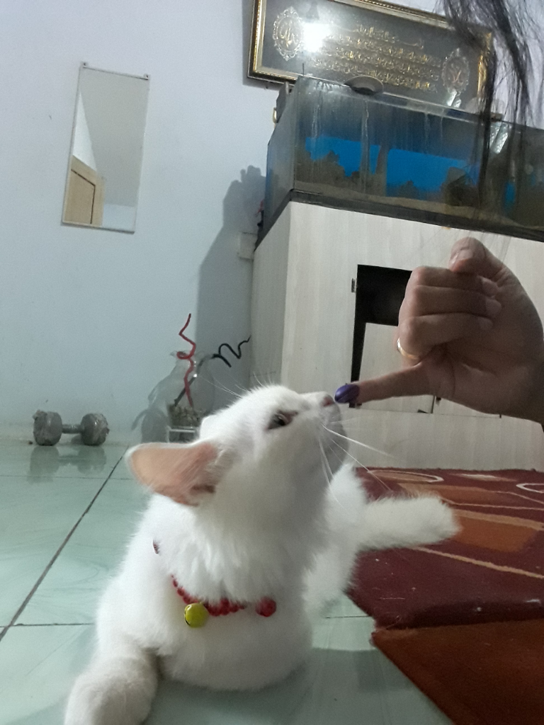 Coblos pilihanmu, celup jarimu, Semangatkan demokrasi dalam Pemilu!