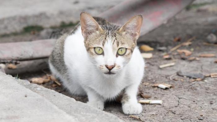 Sebenarnya, Kucing Perlu Dimandikan Nggak Sih Gan?