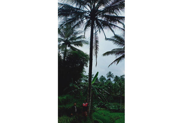 Pamit ke Istri Hendak ke Sawah, Wahidun Tewas Jatuh dari Pohon Kelapa