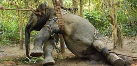 Phajaan Tradisi Kejam Penyiksaan Gajah 