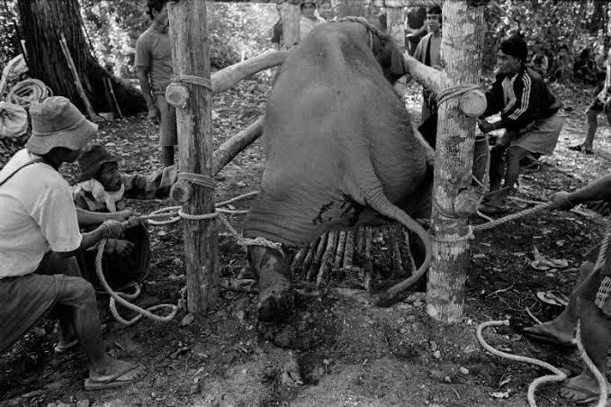 Phajaan Tradisi Kejam Penyiksaan Gajah 