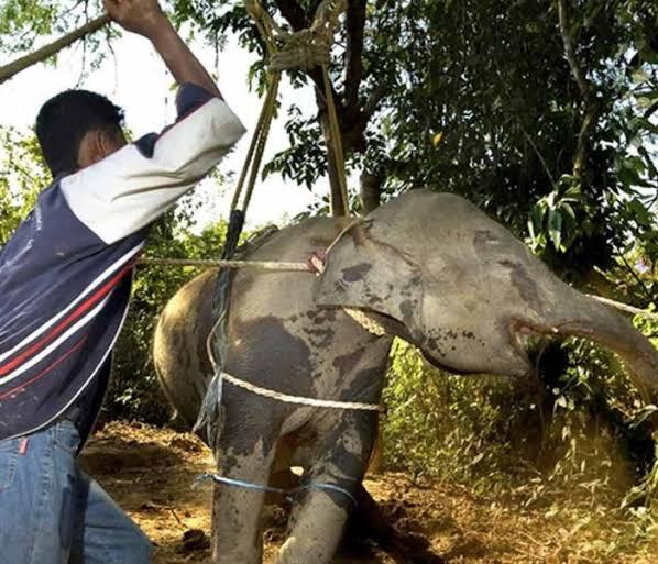 Phajaan Tradisi Kejam Penyiksaan Gajah 