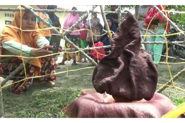 Bunga Bangkai Tumbuh di Halaman Rumah Warga Medan