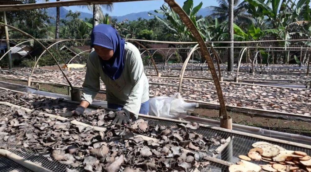 Shofi Fajriah Ilmi, Berdayakan Perempuan Desa Melalui Bisnis Porang