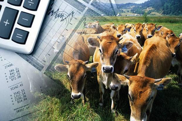 Bengkalis Luncurkan Program Asuransi Usaha Ternak Sapi