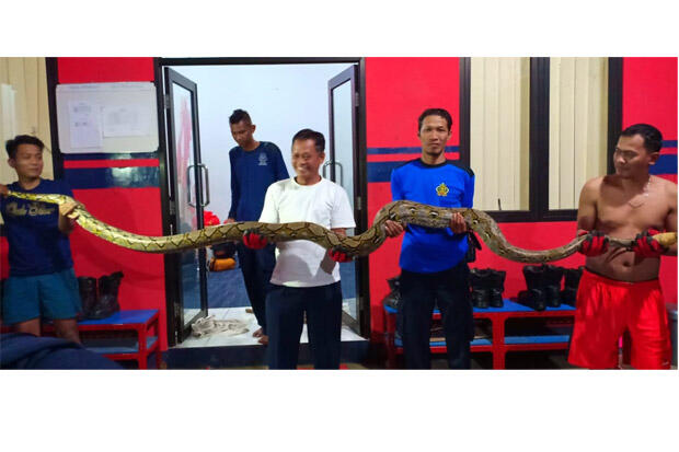 Ngeri, Ular Sanca 4,5 Meter Sembunyi di Loteng Rumah Warga di Tangsel