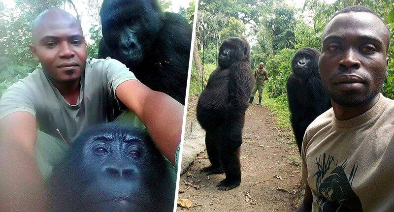 Hiiii..! Foto &quot;PENAMPAKAN&quot; 2 Sosok GORILLA HITAM Berpose Ini Bikin Netizen Bingung!