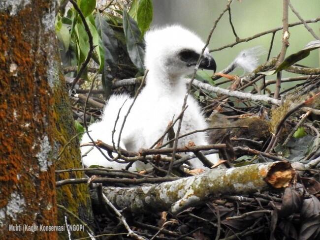 Ranger Gunung Gede Pangrango Temukan Anak 'Burung Garuda'