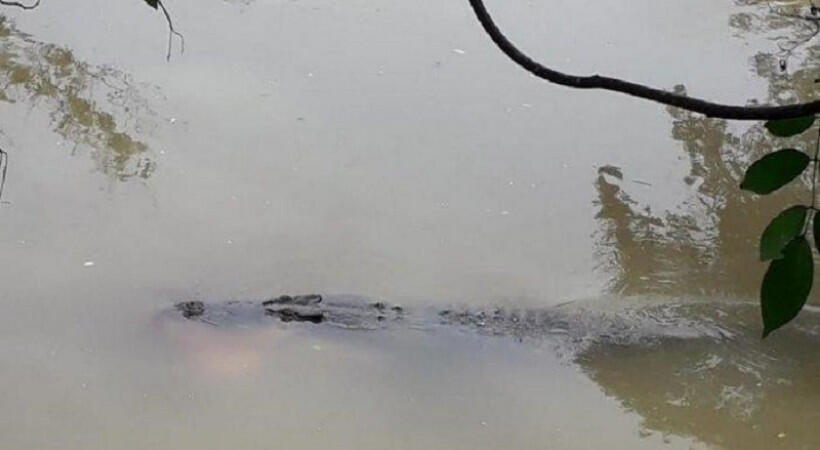 Geger, Buaya Muncul di Teluk Pangandaran