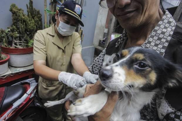 Depok Klaim Bebas Rabies, Begini Pemkot Perlakukan Hewan Peliharaan Warga