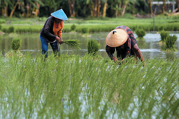 Kementan Tegaskan Pentingnya UU PLP2B bagi Petani