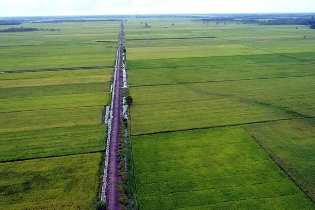 Pengelolaan Air Jadi Kunci Suksesnya Pertanian Lahan Rawa