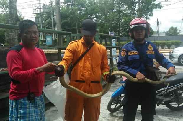Ular King Kobra Diamankan dari Ruko Elektronik di Pangkalan Bun