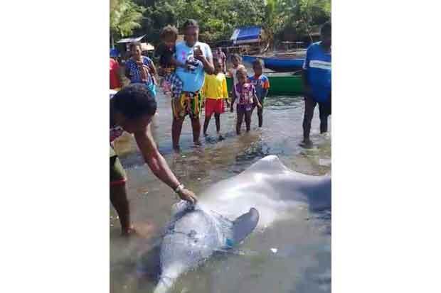 Terlilit Jaring, Lumba-lumba Terdampar di Raja Ampat