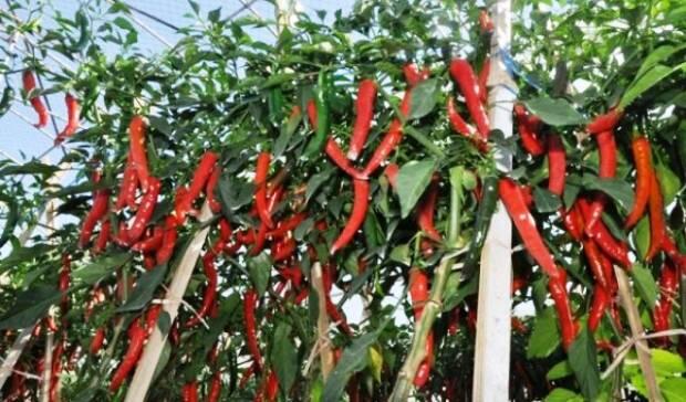 Sulteng Didorong jadi Penyangga Cabai Kawasan Timur Indonesia
