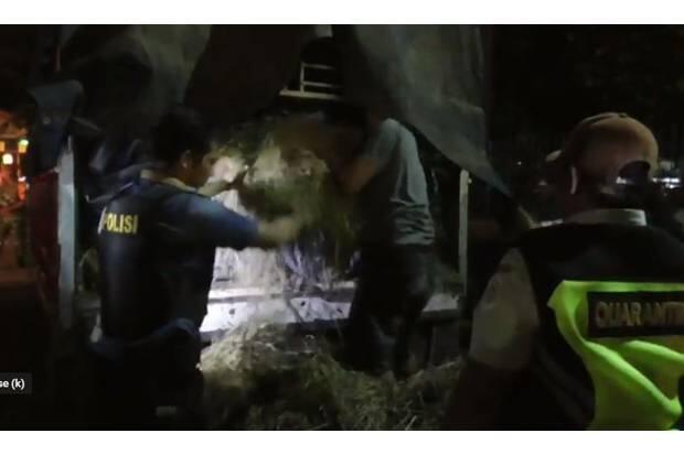 Hendak Bawa 4 Ton Daging Celeng ke Solo, Malah Ditangkap di Pelabuhan Bakauheni