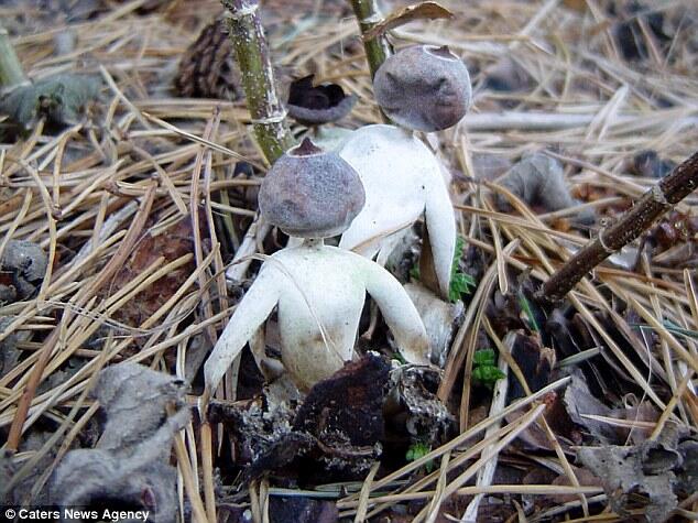 Penemuan 'JAMUR MIRIP HANTU' Di Wilayah Inggris Yang Tidak Boleh Dimakan