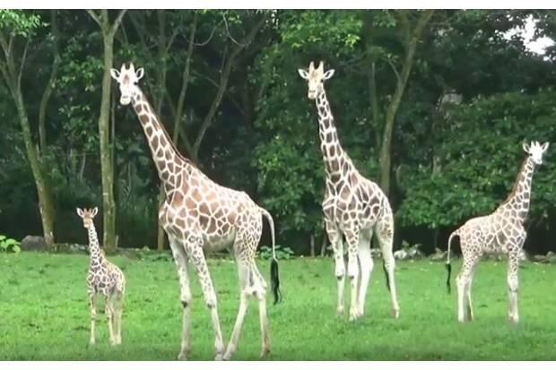 Taman Safari Prigen Pamerkan Bayi Jerapah bersama Induknya