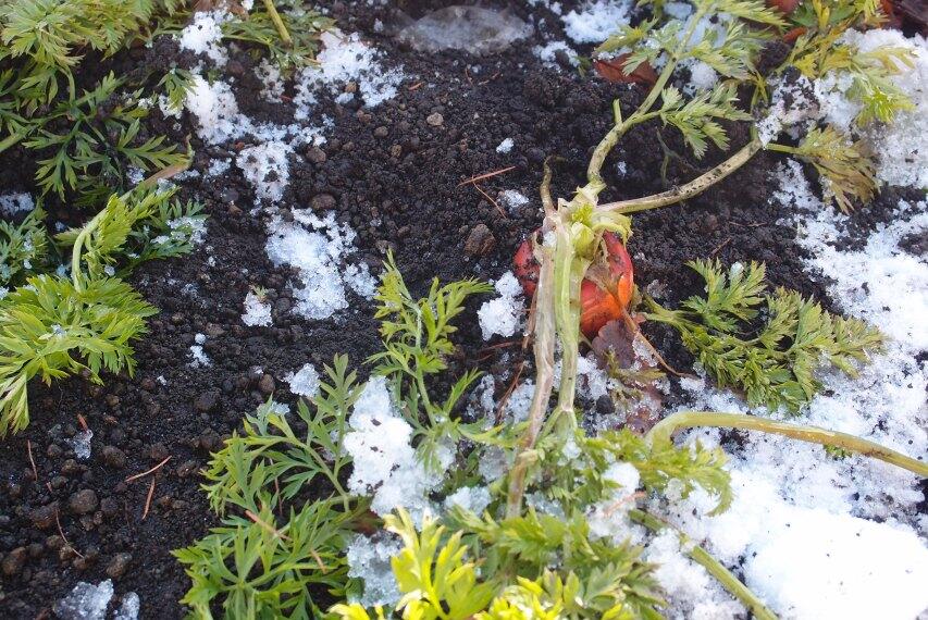 Suka Berkebun? Ini Trik Sederhana Agar Sayuran Rasanya Lebih Manis dan Segar