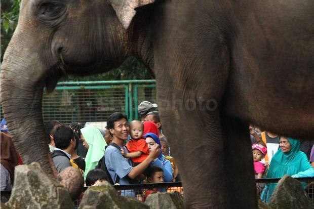Libur May Day, 35.121 Pengunjung Padati Kebun Binatang Ragunan