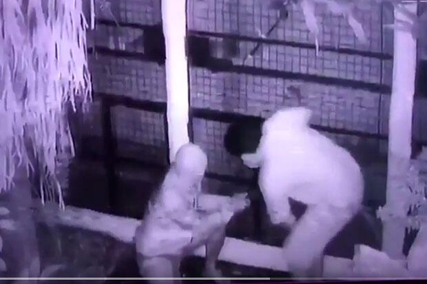 Puluhan Burung Murai Batu Senilai Rp1,4 Miliar Dicuri di Bekasi