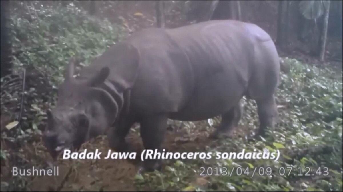 Populasi Badak Jawa Meningkat di Ujung Kulon
