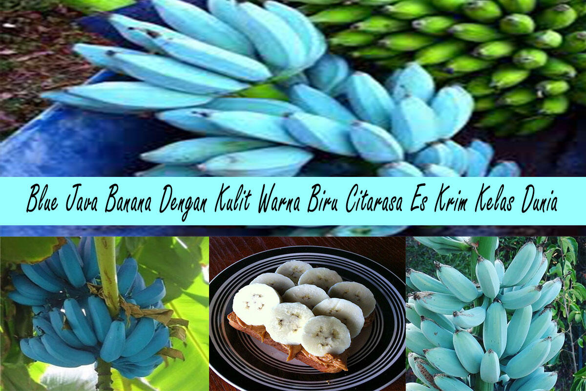 Blue Java Banana - Pisang Unik Dengan Kulit Warna Biru Citarasa Es Krim Kelas Dunia