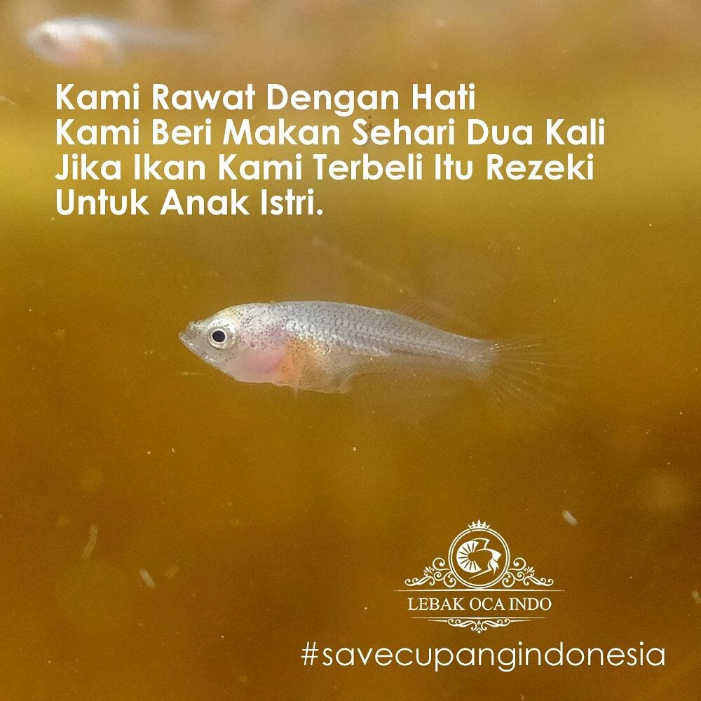Balasan Dari Save Ikan Cupang Indonesia Kaskus