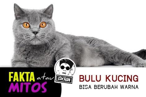 Kucing Ternyata Bisa Merubah Warna Bulunya, Mitos Ataukah Fakta, Ini Jawabannya!