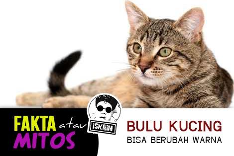 Kucing Ternyata Bisa Merubah Warna Bulunya, Mitos Ataukah Fakta, Ini Jawabannya!