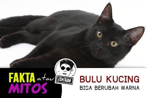 Kucing Ternyata Bisa Merubah Warna Bulunya, Mitos Ataukah Fakta, Ini Jawabannya!