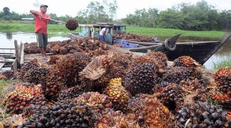 Sawit Tidak Digunakan Lagi Uni Eropa, Bagaimana Nasib Sawit Di Indonesia