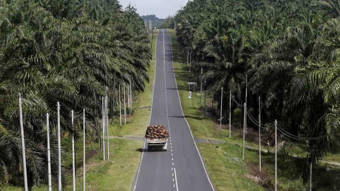 Sawit Tidak Digunakan Lagi Uni Eropa, Bagaimana Nasib Sawit Di Indonesia