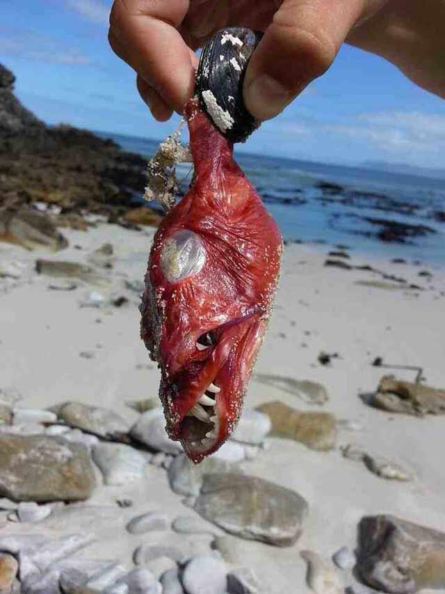 15 Benda Aneh yang Pernah Ditemukan di Pantai. No 8 Apa Ya Itu??