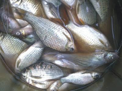 Kecoa, Bikin Batal Acara INDEHOY (Lucu)