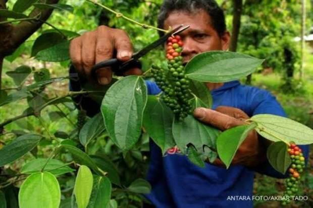 NTP, NTUP Stabil dan Inflasi Menjelang Ramadhan Terkendali