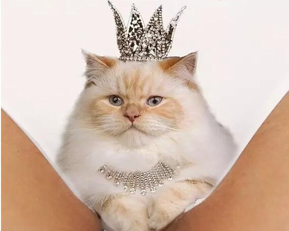 Purrfect Pussy