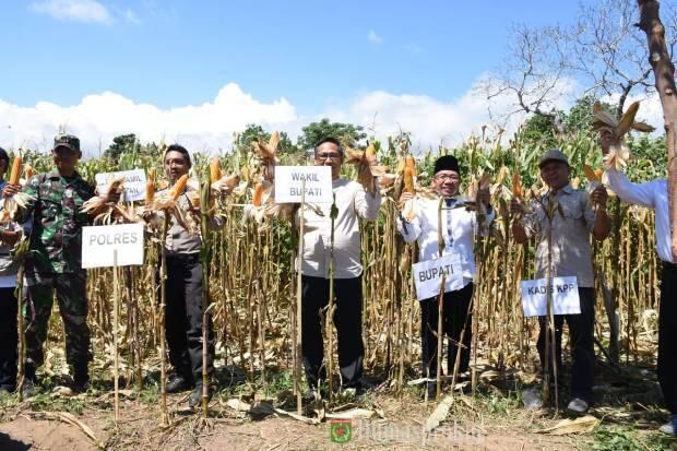 Bupati Najmul Akhyar Panen Raya Jagung di Bayan