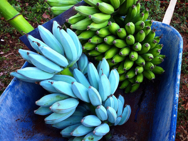 Blue Java Banana si Pisang Biru Rasa Vanilla, Beneran Ada?