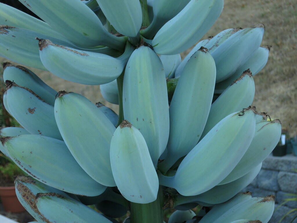 Blue Java Banana si Pisang Biru Rasa Vanilla, Beneran Ada?