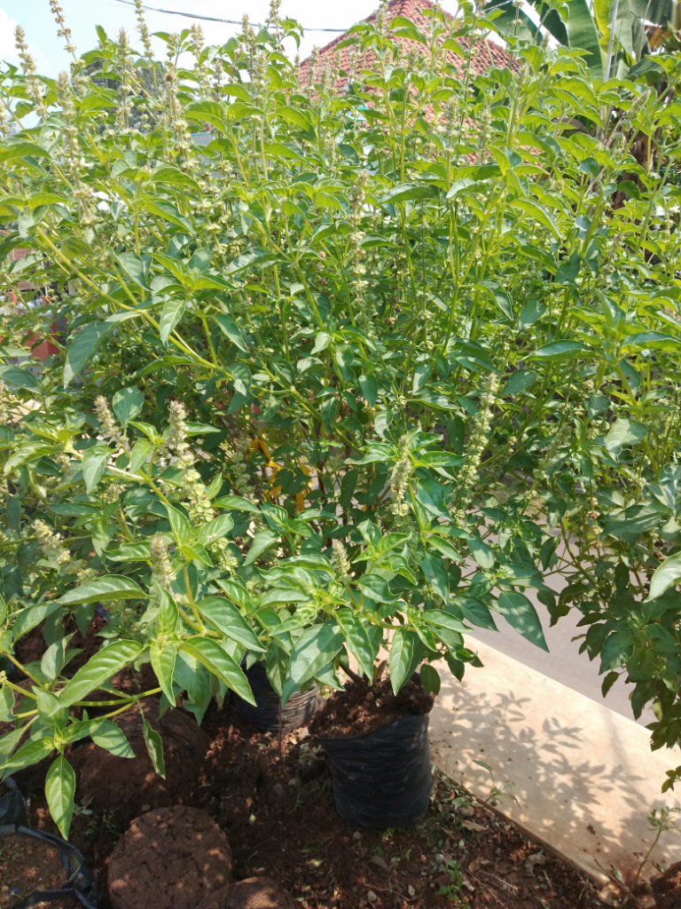 Berhenti Merokok Dengan Daun Kemangi