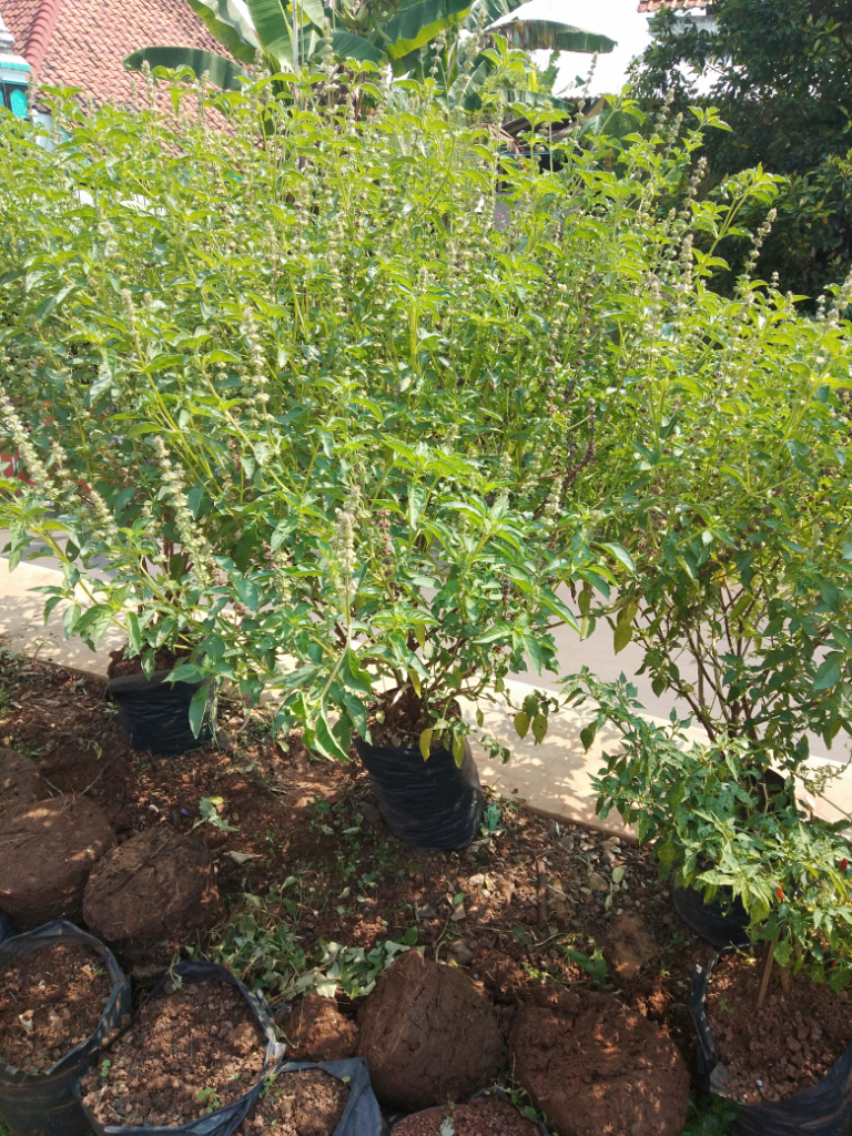 Berhenti Merokok Dengan Daun Kemangi